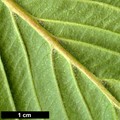 SpeciesSub: var. obovatifolium